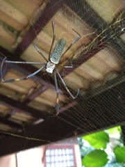 Trichonephila clavipes