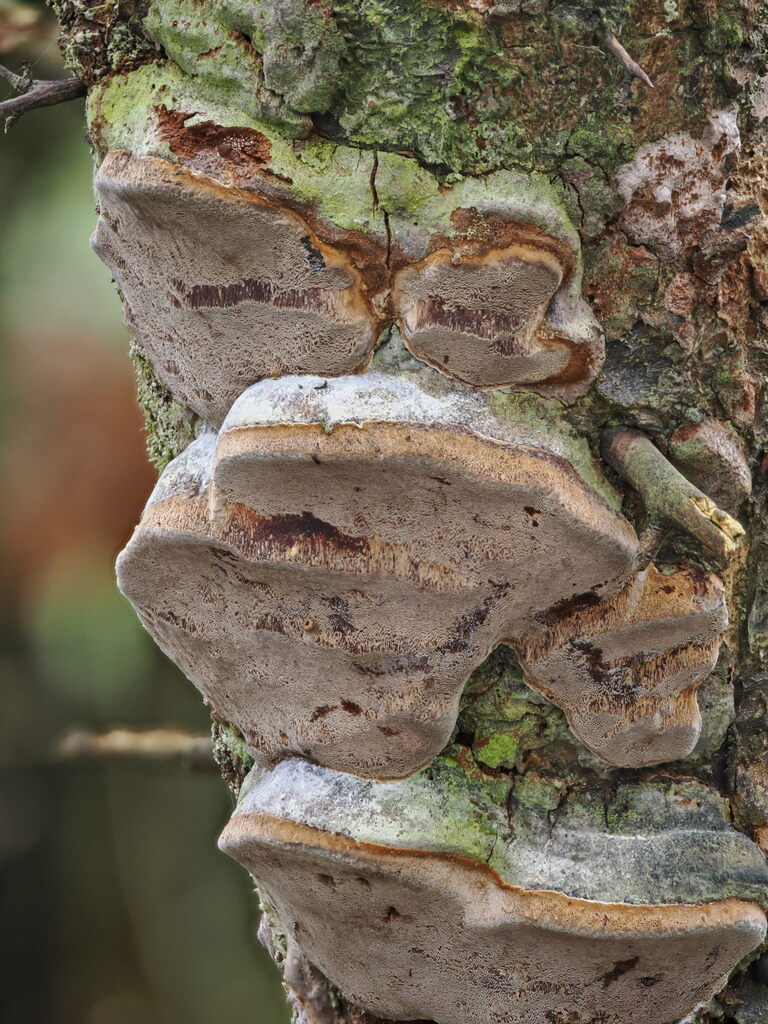Phellinus pomaceus · February 2026 · photo: © gillessanmartin (iNaturalist, cc0)