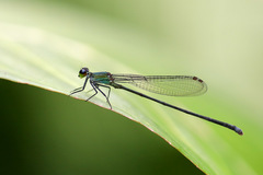 Nesobasis comosa