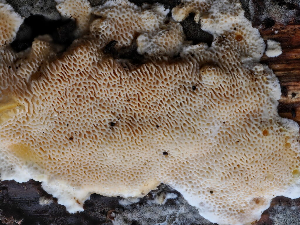 Steccherinum nitidum · February 2026 · photo: © gillessanmartin (iNaturalist, cc0)