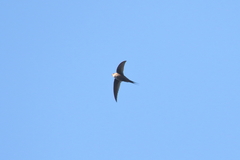 Cypsiurus gracilis gracilis