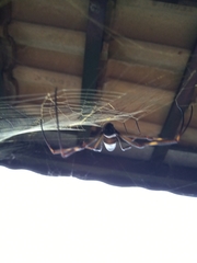 Trichonephila clavipes