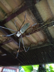Trichonephila clavipes