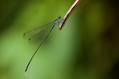 Nesobasis longistyla