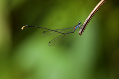 Nesobasis longistyla