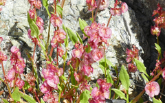Rumex cyprius