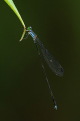 Nesobasis longistyla