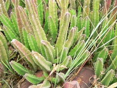 Stapelia