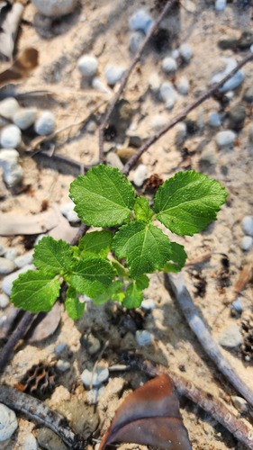Triumfetta repens observed 2026-02-27
