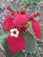 Mussaenda erythrophylla