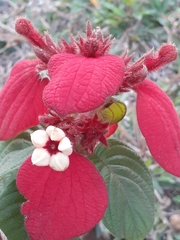 Mussaenda erythrophylla