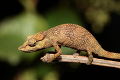 Ranomafana Nosed Chameleon photo 1