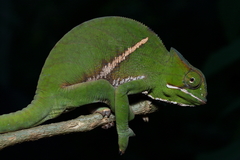 Furcifer balteatus