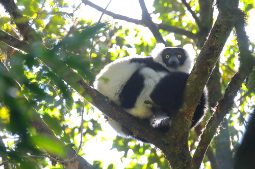 Black-and-white Ruffed Lemur