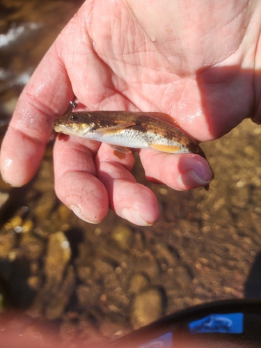 Torrent sucker (Thoburnia rhothoeca) — Catostomidae — 5