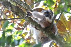Eulemur rufifrons