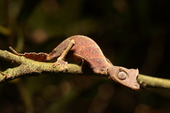 Uroplatus phantasticus