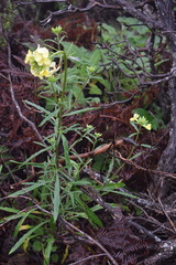 Erysimum franciscanum