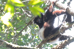 Propithecus edwardsi