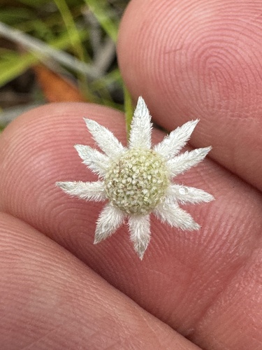 Actinotus minor observed 2026-01-15
