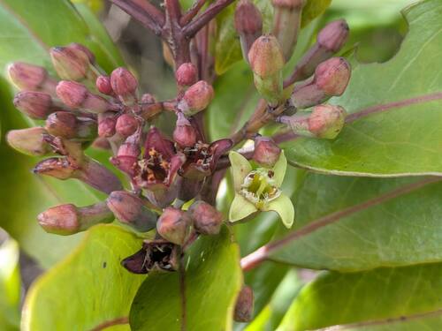 'Iliahi (Santalum pyrularium)
