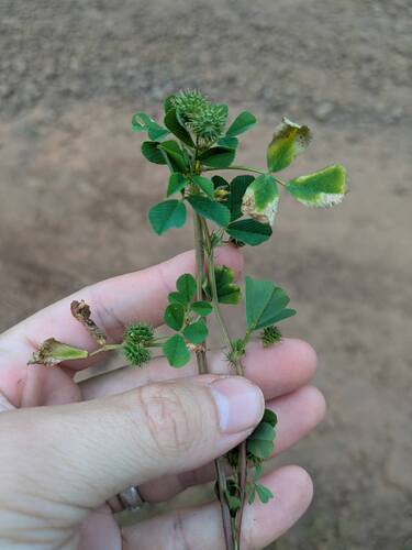 Medicago polymorpha, 2026-03-03