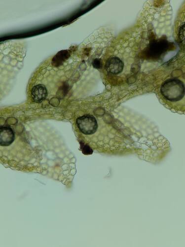 Vitalianthus pseudoneurus