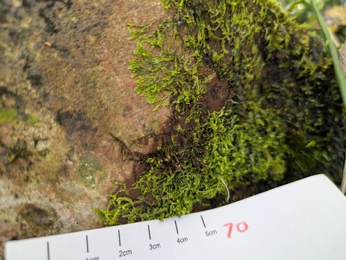 Chiloscyphus greenwelliae observed 2026-03-03