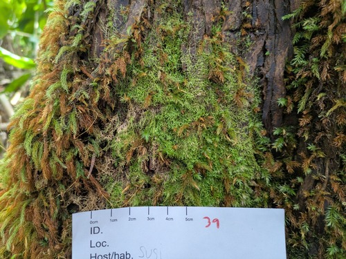Lepidozia australis observed 2026-03-03