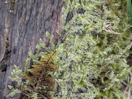 Lophocolea bicuspidata observed 2026-03-03