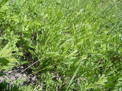 Artemisia latifolia