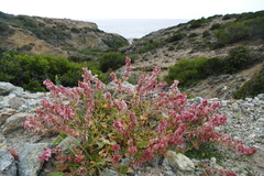 Rumex cyprius
