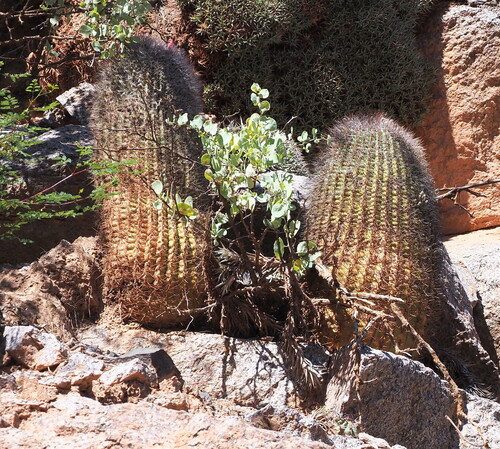 Denmoza rhodacantha, photograph 6