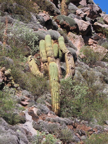 Leucostele terscheckii, photograph 6