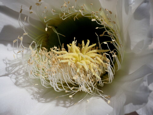 Leucostele terscheckii, photograph 5