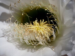 Leucostele terscheckii, photograph (c) Rosario Douglas, some rights reserved (CC BY)