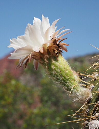 Leucostele terscheckii, photograph 4