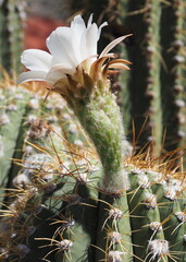 Leucostele terscheckii, photograph (c) Rosario Douglas, some rights reserved (CC BY)