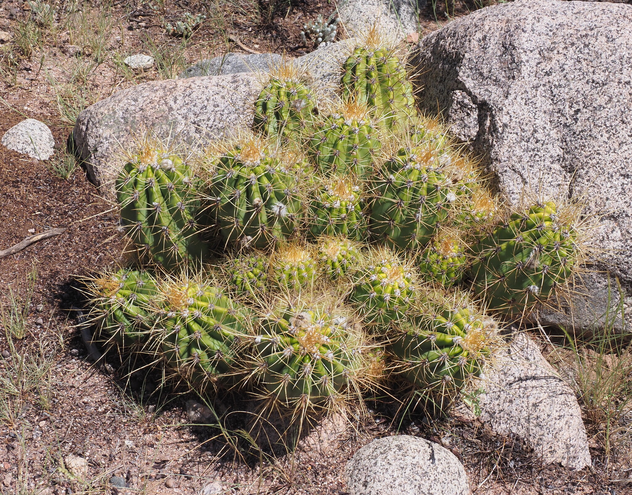 Argentine Giant (Trichocereus candicans)