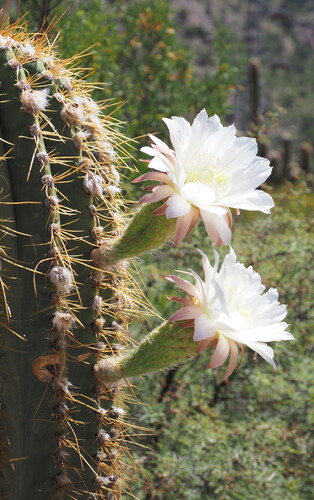 Leucostele terscheckii, photograph 2