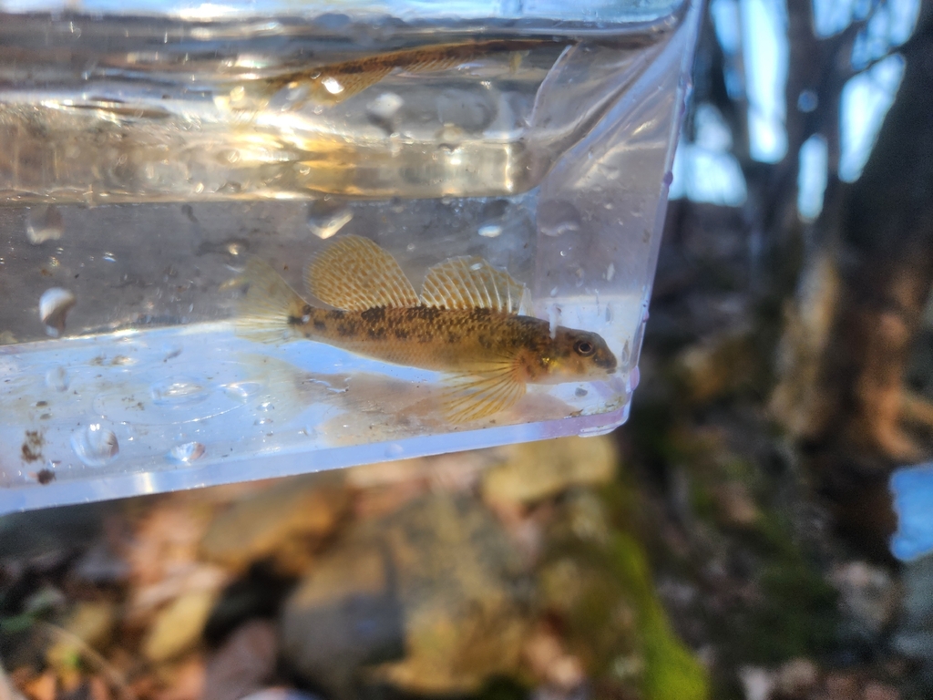 Longfin darter (Etheostoma longimanum) — Percidae