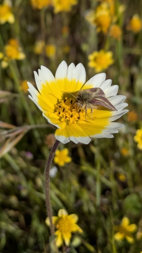 Agoseris Flower Moth photo 5
