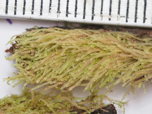 Vitalianthus pseudoneurus