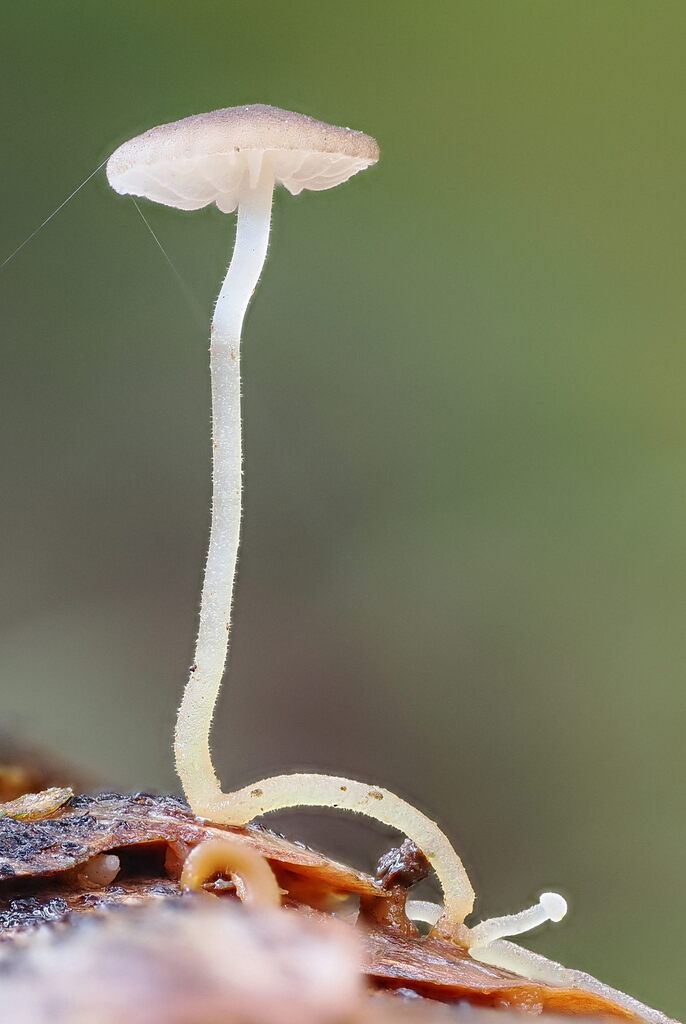 Strobilurus esculentus · February 2026 · photo: © gillessanmartin (iNaturalist, cc0)