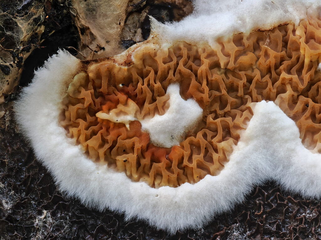 Serpula himantioides · February 2026 · photo: © gillessanmartin (iNaturalist, cc0)