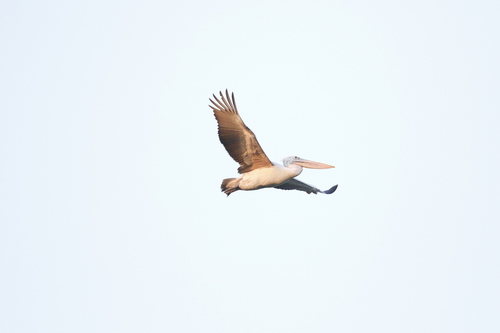 Spot-billed Pelican (Pelecanus philippensis), photo 5