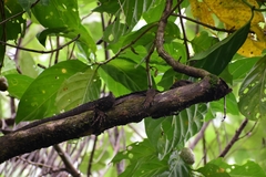 Solomon Island Spiny Monitor photo 2