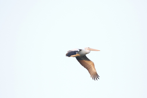 Spot-billed Pelican (Pelecanus philippensis), photo 6