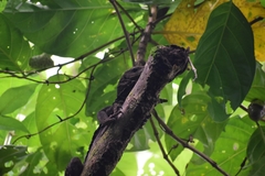 Solomon Island Spiny Monitor photo 1