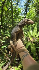 Solomon Island Spiny Monitor photo 3